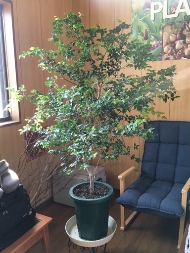 ジャボチカバの木 レア (小葉種) 観葉植物 フルーツ