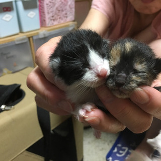 飼い主さん募集