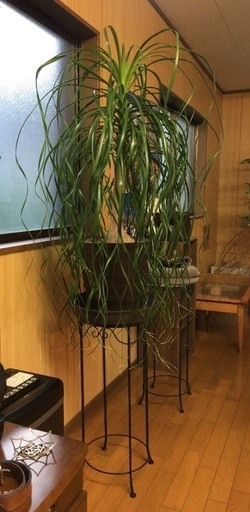 ポニーテール(トックリラン) 観葉植物 台付き