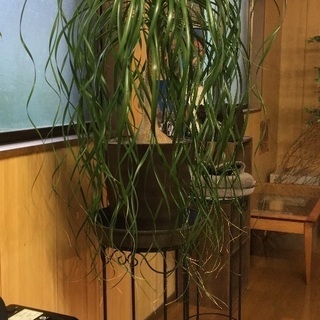 ポニーテール(トックリラン) 観葉植物 台付き