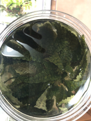 デナリー社 クリプトコリネフラミンゴ  無農薬！  超特大株