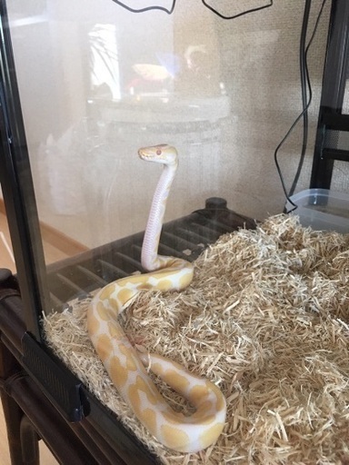 ボールパイソンアルビノ たま 北中込のその他の里親募集 ジモティー ボールパイソンアルビノ たま 北中込のその他の里親募集 ジモティー