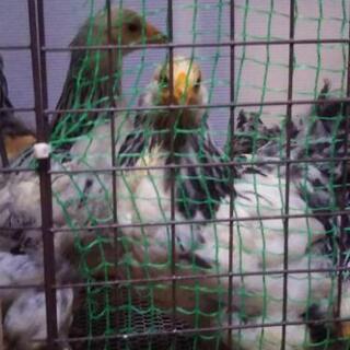 ブラマ鶏 4月13日孵化 現在約３ヶ月 ６羽まとめて