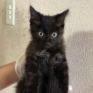 おとなしくて人懐こい黒い仔猫ちゃんです。