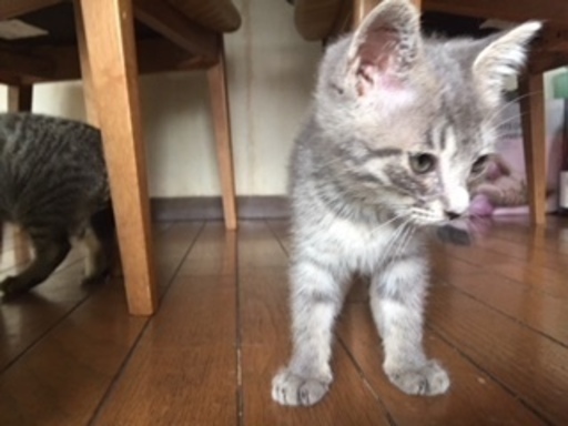 とても可愛いシャムmixとキジの赤ちゃん猫 paffy 住道の猫の里親募集 ジモティー とても可愛いシャムmixとキジの赤ちゃん猫 paffy 住道の猫の里親募集 ジモティー
