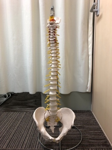 脊柱模型