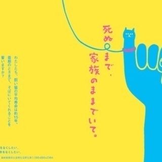 里親決定！有難うございました！🆘保健所収容！生後2カ月位可愛い黒子猫ちゃんが助けを待っています🐱【県外譲渡可】 − 長崎県