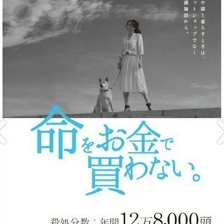 里親決定！有難うございました！🆘保健所収容！生後2カ月位可愛い黒子猫ちゃんが助けを待っています🐱【県外譲渡可】 - 猫