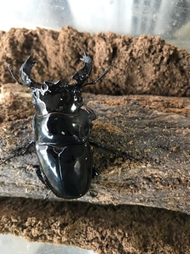 タランドゥスオオツヤクワガタ♂単品６５.５ミリ