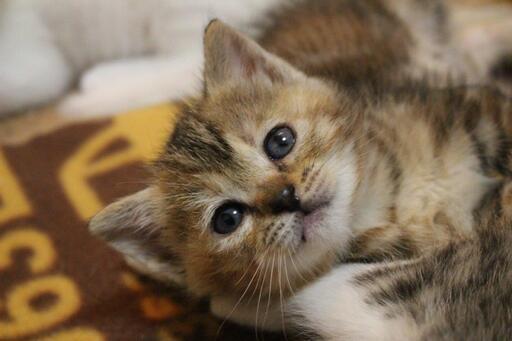 たれ目が超可愛いメリーちゃん 伊川谷ねこクラブ 西明石の猫の里親募集 ジモティー たれ目が超可愛いメリーちゃん 伊川谷ねこクラブ 西明石の猫の里親募集 ジモティー