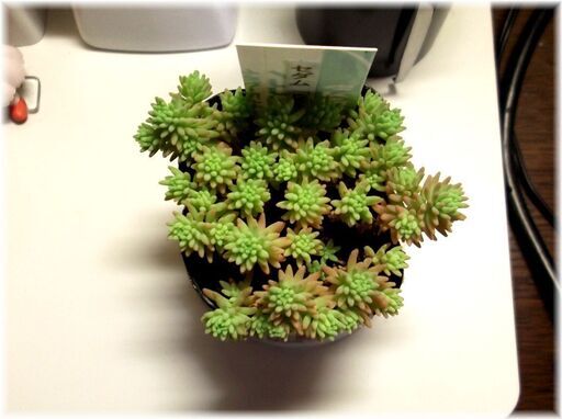 多肉寄植えの名脇役 パリダム ヒスパニクム 2号ポット入り苗 ゚ ゚ こうべのサクラ 米野のその他の中古あげます 譲ります ジモティーで不用品の処分 多肉寄植えの名脇役 パリダム ヒスパニクム 2号ポット入り苗 ゚ ゚ こうべのサクラ 米野のその他の中古あげます 譲ります ジモティーで不用品の処分