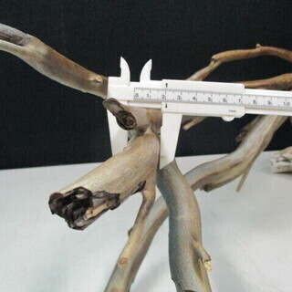 希少な海松・深海松 原木 長さ約85㎝・重さ約4.5kg／根付