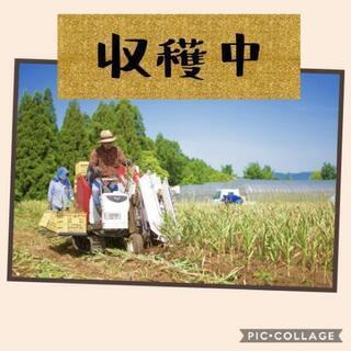 にんにく乾燥済 20キロ 加工品【大分県産】