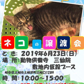 保護猫譲渡会  土岐市 三仙院