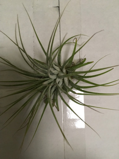 観葉植物 エアープランツ 卸売り花問屋 昭和町のその他の中古あげます 譲ります ジモティーで不用品の処分