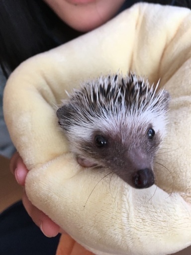 ハリネズミ3才 まさとし 大分のその他の里親募集 ジモティー