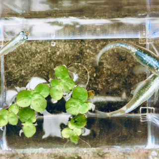 レアメダカ メダカ 卵 水草 ナオ 長居のその他の中古あげます 譲ります ジモティーで不用品の処分
