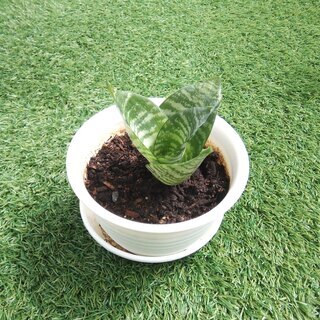 空気清浄力のあるエキゾチックな観葉植物 サンスベリア ハニー01 X17kusyr おもろまちのその他の中古あげます 譲ります ジモティーで不用品の処分 空気清浄力のあるエキゾチックな観葉植物 サンスベリア ハニー01 X17kusyr おもろまちのその他の中古あげます 譲ります ジモティーで不用品の処分