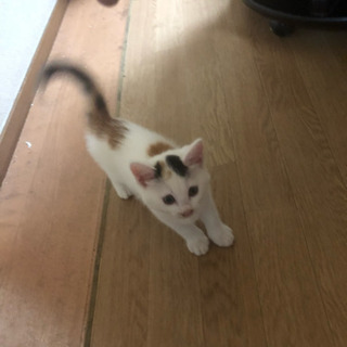 子猫 里親募集します