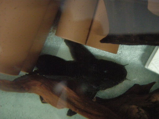熱帯魚　スーパーブラックドラゴンスタークラウンプレコ　ワイルド①