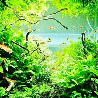 水槽 メンバー募集 ジモティー