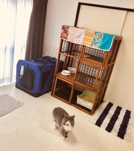 猫お預かりホテル 猫の部屋 猫ちゃんお預かり ミナ 鶴瀬のペットサービスの無料広告 無料掲載の掲示板 ジモティー 猫お預かりホテル 猫の部屋 猫ちゃんお預かり ミナ 鶴瀬のペットサービスの無料広告 無料掲載の掲示板 ジモティー