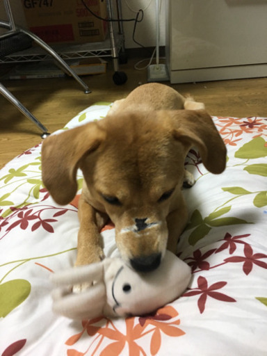 柴犬とビーグルのmix 男の子 コタロウ 札幌のその他の里親募集 ジモティー 柴犬とビーグルのmix 男の子 コタロウ 札幌のその他の里親募集 ジモティー