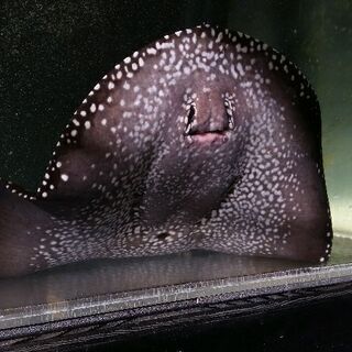 熱帯魚　ダイヤモンドポルカ