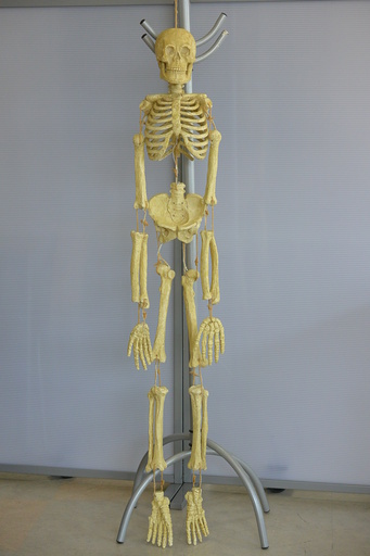 光る骸骨 吊り下げ型 等身大 人体骨格模型 Skeleton With Led Light ハロウィンスケルトン Ken 三条の模型 プラモデルの中古あげます 譲ります ジモティーで不用品の処分