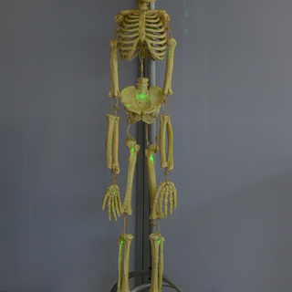 光る骸骨 吊り下げ型 等身大 人体骨格模型  SKELETON ...