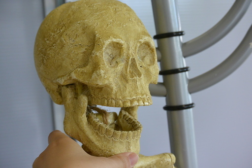 光る骸骨 吊り下げ型 等身大 人体骨格模型 Skeleton With Led Light ハロウィンスケルトン Ken 三条の模型 プラモデルの中古あげます 譲ります ジモティーで不用品の処分