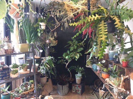 おしゃれな花屋でアルバイト 未経験者歓迎 植物 雑貨などの販売スタッフ 週2 3日からでもok Gabagarden 飾磨の花屋の無料求人 広告 アルバイト バイト募集情報 ジモティー おしゃれな花屋でアルバイト 未経験者歓迎 植物 雑貨などの販売スタッフ 週2 3日からでもok Gabagarden 飾磨の花屋の無料求人 広告 アルバイト バイト募集情報 ジモティー