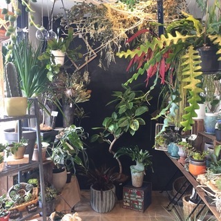 おしゃれな花屋でアルバイト 植物 雑貨などの販売スタッフ 週2 3日からでもok Gabagarden 飾磨の花屋の無料求人 広告 アルバイト バイト募集情報 ジモティー