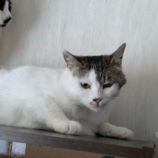 のんびりな女の子です Tunagu 帯広の猫の里親募集 ジモティー のんびりな女の子です Tunagu 帯広の猫の里親募集 ジモティー