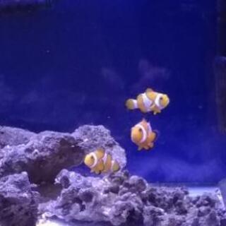 新しい到着 60cm水槽 海水魚飼育フルセット カクレクマノミ3匹付 その他