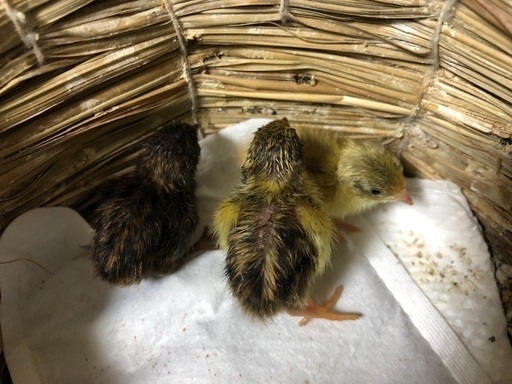 「お値下げ中」マイコン式 鳥類 孵卵器
