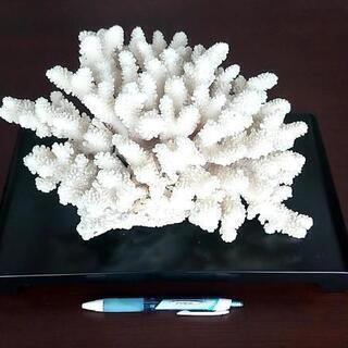 綺麗な白珊瑚(少し欠けあり)  高級台付き