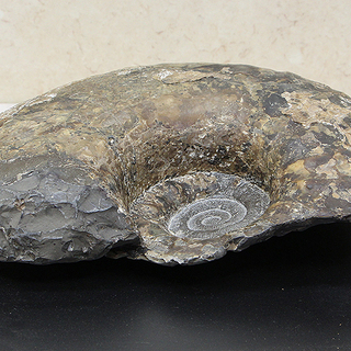 アンモナイト 化石 置物 川石 自然石 盆石 鑑賞石 天然石 無加工石