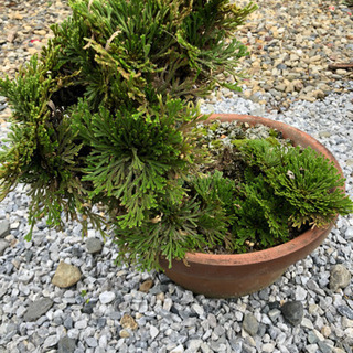 イワヒバの鉢植え