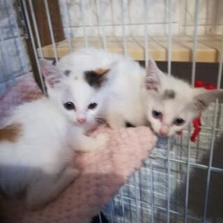 ブルーアイ白猫&白三毛猫姉妹一緒に里親様決定しました。 − 神奈川県