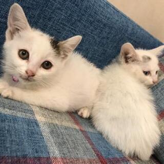 ブルーアイ白猫&白三毛猫姉妹一緒に里親様決定しました。 - 里親募集