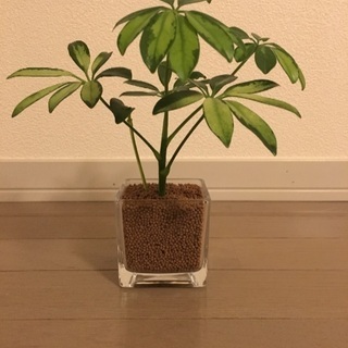 一関 観葉植物あげます