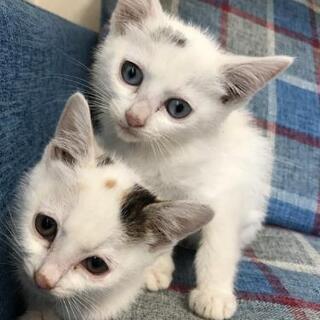 ブルーアイ白猫&白三毛猫姉妹一緒に里親様決定しました。 - 横浜市