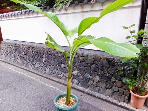 観葉植物バリ風ハワイアン奄美大島野生バナナ Rinrin 西大路のその他の中古あげます 譲ります ジモティーで不用品の処分