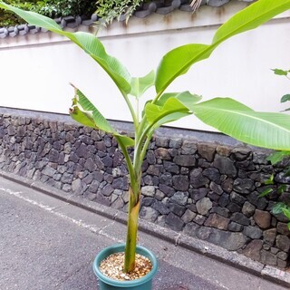 観葉植物　バリ風ハワイアン　奄美大島野生バナナ ②