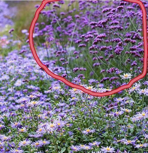 花植物 三尺バーベナボナリエンシス レジコ プロフ必読願 寒川のその他の中古あげます 譲ります ジモティーで不用品の処分
