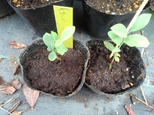 ブルーベリー苗ブルーシャワー取引中 Aburakata 山田のその他の中古あげます 譲ります ジモティーで不用品の処分