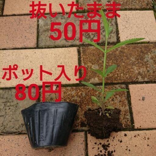 花植物 三尺バーベナボナリエンシス レジコ プロフ必読願 寒川のその他の中古あげます 譲ります ジモティーで不用品の処分 花植物 三尺バーベナボナリエンシス レジコ プロフ必読願 寒川のその他の中古あげます 譲ります ジモティーで不用品の処分