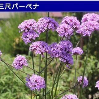 【花植物】三尺バーベナ　ボナリエンシス