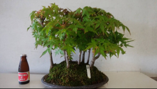 盆栽 もみじ 寄せ植え Fumi 西条のその他の中古あげます 譲ります ジモティーで不用品の処分